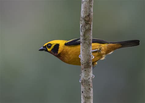 5 Best places fo bird watching in Peru - Colourful Birding