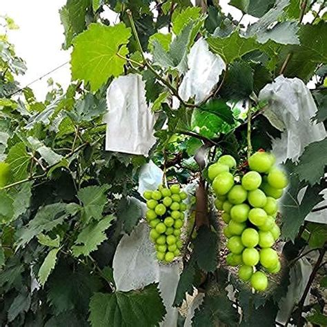 Amazon Houwana Fruit Protection Paper Bags Pcs White