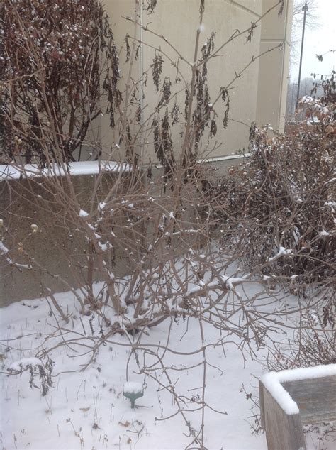 Black Lace™ elderberry: A landscape standout – Extension Dane County