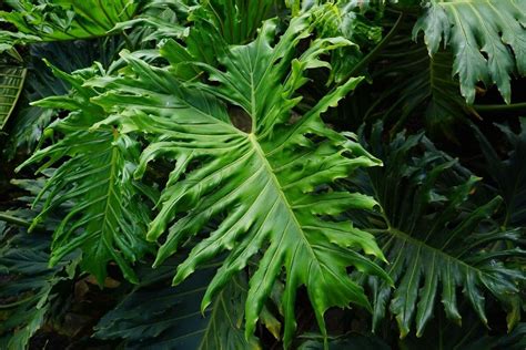 Philodendron Hope Selloum Its Deeply Serrated Emerald Green Leaves Give The Plant A More