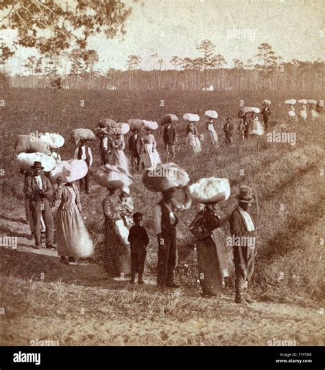 Slavery, South Carolina Cotton Plantation, 1860s Stock Photo - Alamy