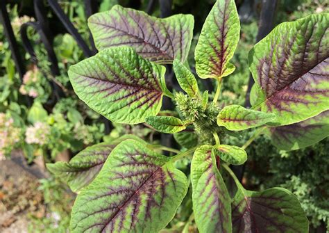 Red Callaloo Amaranthus Tricolor