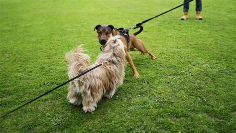 Dog trainer shares biggest behavioural problem she sees – with 'long ...