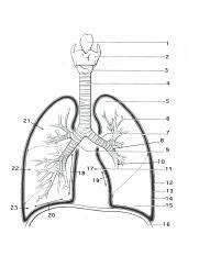 lung-diagram-unlabeled-world-of-diagrams-with-blank-lung-diagram.jpg - | Course Hero