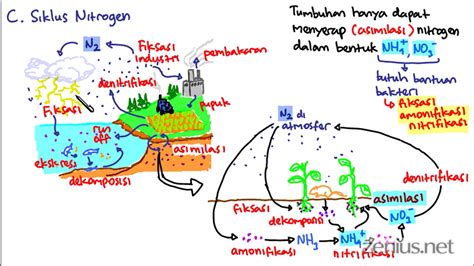 Proses Daur Nitrogen Siklus Dan Contohnya Hot Sex Picture Hot Sex Picture