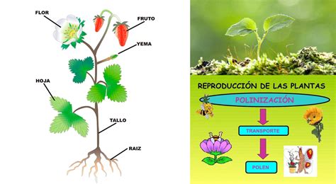 Reino Vegetal Concepto Carcaterísticas Medio Ambiente El Popular