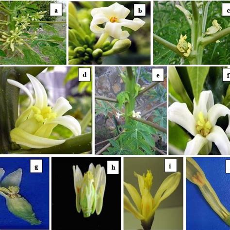 Utilization Of Different Molecular Marker System For Gender