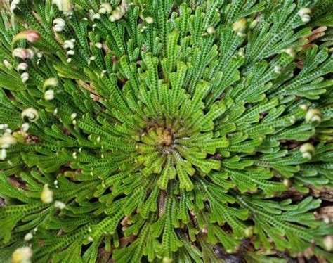 Rose Of Jericho Resurrection Plant Rosa De Jerico House Blessing