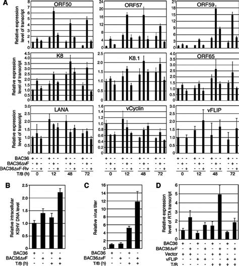 Deletion Of The Kshv Vflip Gene Enhanced Kshv Lytic Replication A