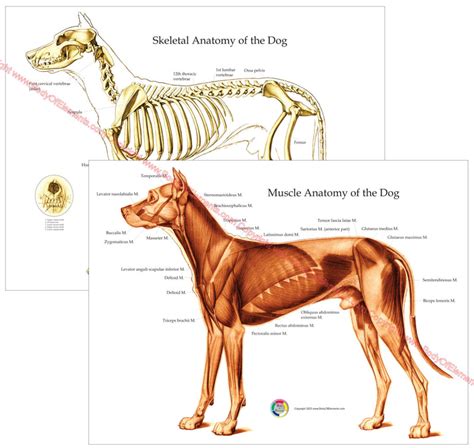 Dog Muscular and Skeletal Anatomy Posters (2) 18" X 24" – Body of Elements