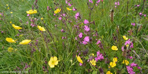 Creating a Wildflower Meadow • Lovely Greens