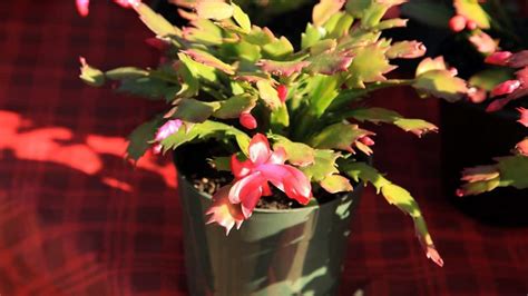 Christmas Cactus Stem Rot — Identification & Treatment