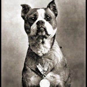 Meet Sergeant Stubby: The Most Decorated War Dog in History - The ...