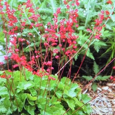 Heuchera sanguinea Splendens Purpurglöckchen kaufen Grünes Paradies