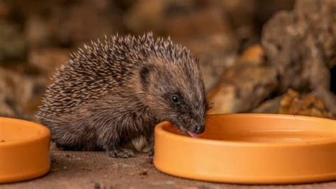 Tierheim München So kannst du Igeln im Herbst helfen 95 5 Charivari