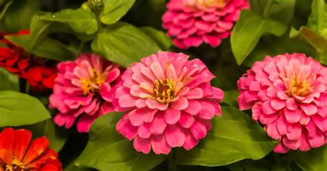 Grow Zinnias In Pots Potted Zinnia Care Humblegardenlife