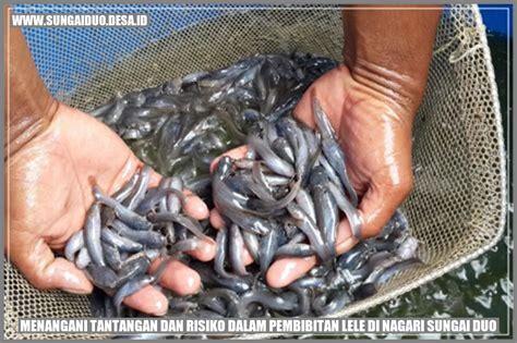 Trik Sukses Budidaya Lele Di Desa Sungai Duo Desa Sungai Duo