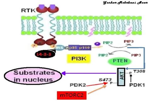 Explains The Interaction Between Pi K Akt Pathway Components Upon