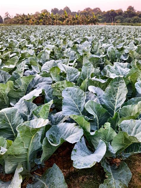 Cabbage Field in the Morning. Cabbage Field. Cabbage Field Stock Image ...