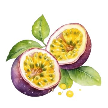 Passionfruit Fruit PNG Transparent Images Free Download | Vector Files ...