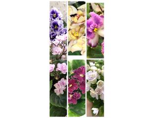 Спецпредложение - Набор « 5 фиалок»