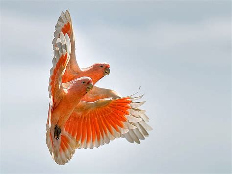 Amazing birds ~ Amazing Stuff