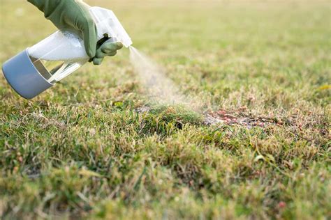 How To Get Rid Of Moss In Lawns Storables