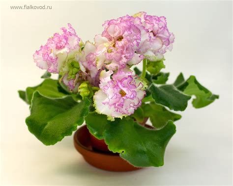 Фото фиалки ав (много фото) - artshots.ru