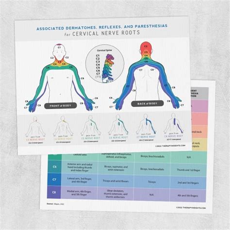 Associated Dermatomes Reflexes And Paresthesias For Cervical Nerve ...