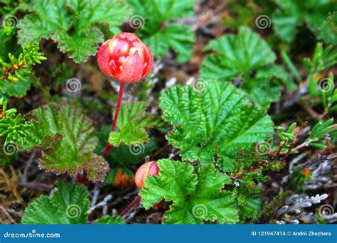 cloudberry rubus chamaemorus  arctic tundra norway stock photo