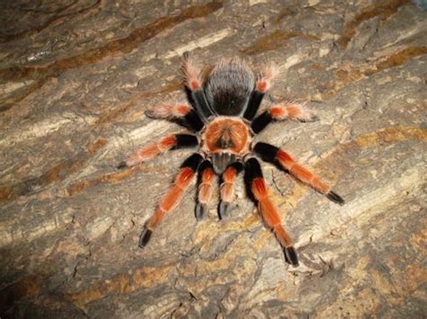 Tarantula Tarantula Prey Predator Insects