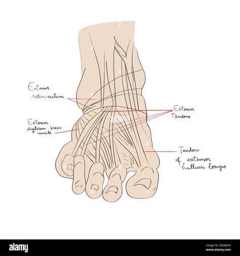 Tendones Del Pie Fotograf As E Im Genes De Alta Resoluci N Alamy