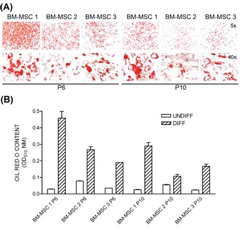 Adipogenic Differentiation Of Bm Msc A Oil Red O Content Of Low