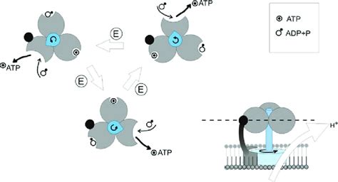 9 Simplified diagram of ATP synthesis | Download Scientific Diagram