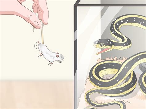 How to Feed a Snake Frozen Food (with Pictures) - wikiHow