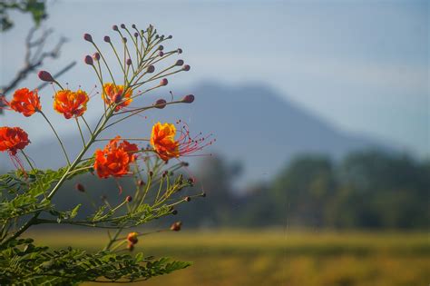 Fleurs Pétales Bourgeons Photo gratuite sur Pixabay Pixabay