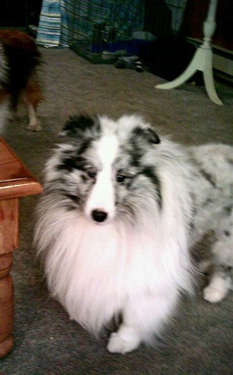 53 Best Images About Blue Merle Shelties On Pinterest Shetland