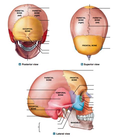 The Adult Skull Posterior Superior And Lateral View Diagram Quizlet