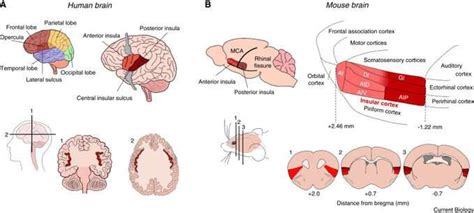 Researchers study how the insular cortex processes negative emotions ...