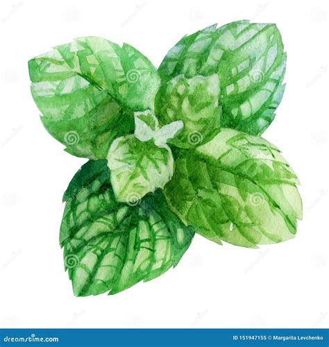 Watercolor Illustration An Image Of Mint Mint Leaves Stock Image