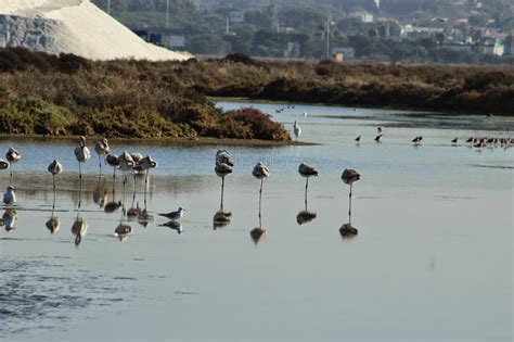 Las Salinas Del Parque Natural De La Bah A De C Diz Aetc