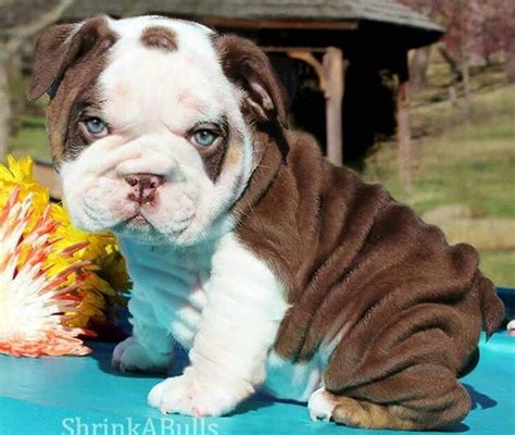 Pin By Karen Maldonado On Animais Cute Bulldog Puppies Cute Baby