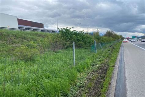 Wildschutzzaun auf Autobahn A1 SO beschädigt