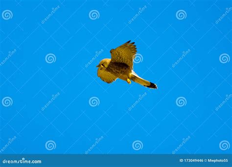 Falcon hunting stock photo. Image of inhabit, falcon - 173049446