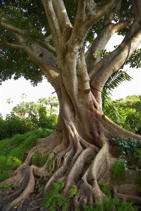 Why Mulberry Roots Cause Foundation Problems — And What To Do About It