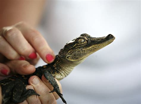 Touching Baby Alligator Stock Image Image Of Predator 30924811