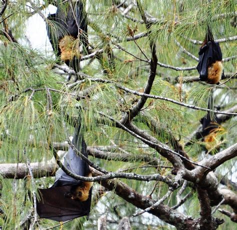 Flying Foxes Hanging Upside Down In A Tree On Tonga Sue Travels