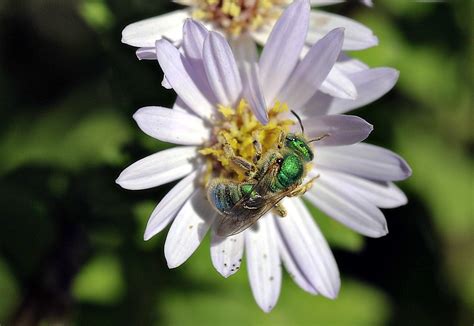 Metallic Green Sweat Bee On An Aster At The Blake Gardens Flickr