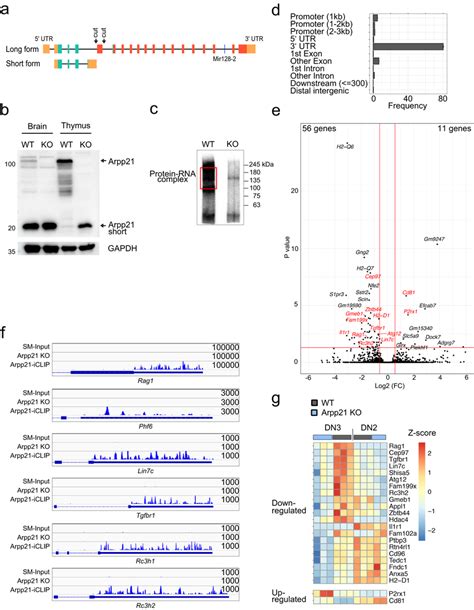 Identification Of Targets And Binding Sites Of Arpp21 In Thymocytes A