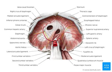 Inferior phrenic artery: Anatomy and function | Kenhub